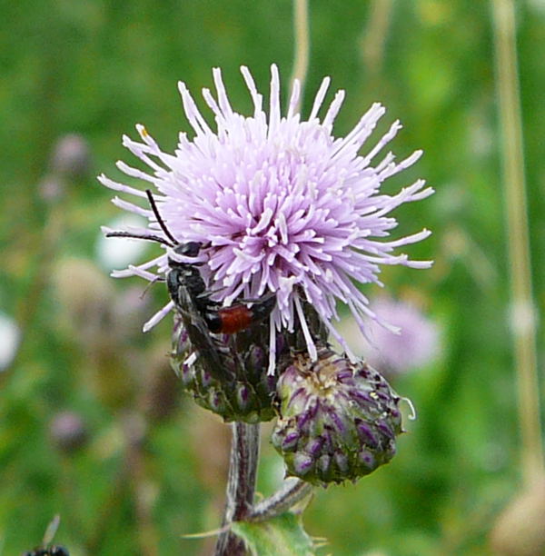 Blutbiene 2 (Sphecodes spec.) mnnl. Juli 09 Httenfeld 025