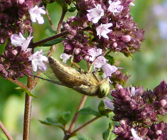 Bremse (Atylotus rusticus)  Juli 09 Huettenfeld u. Biotop Rote Erde Lorsch 034