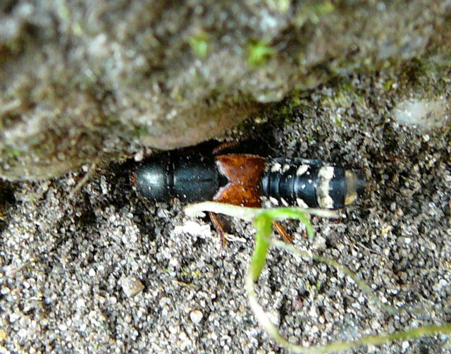 Bunter Kurzflgler (Platydracus cf. stercorarius) August 2010 Huett 090