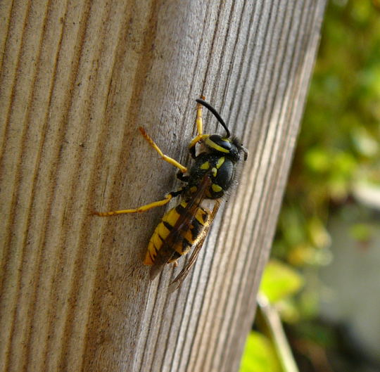 Deutsche Wespe Vespula germanica Okt 2010 Insekten Htt 013