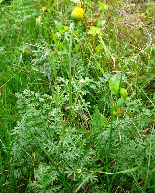 Frberkamille Anthemis tinctoria Sept 2010 Blumen Htt Garten u. Raupe Viernheimer Wald 003