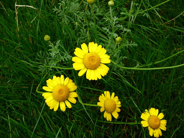 Frberkamille Anthemis tinctoria Sept 2010 Blumen Htt Garten u. Raupe Viernheimer Wald 006
