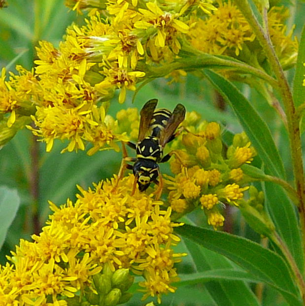 Franzsische Feldwespe Polistes dominulus (frher gallicus Juli 09 Httenfeld 013