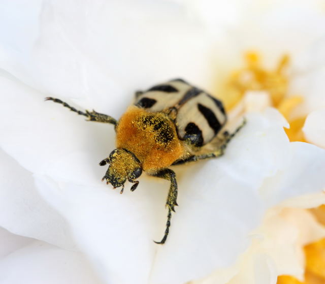 Gebnderter Pinselkfer (Trichius fasciatus)-Garten-25.05.09-1-N