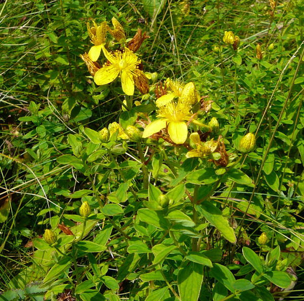 Geflecktem Johanniskraut (Hypericum maculatum) Urlaub 2009 chwsr 045