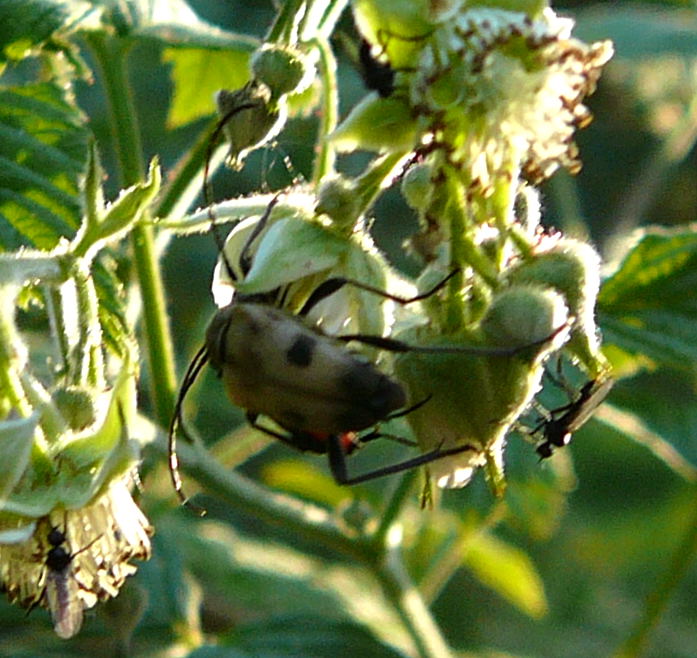 Gefleckter Bltenbock (Pachytodes cerambyciformis) Mai 2011 Viernheimer Wald Insekten 028
