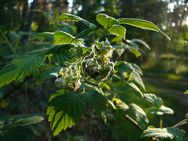 Gefleckter Bltenbock (Pachytodes cerambyciformis) Mai 2011 Viernheimer Wald Insekten 028a