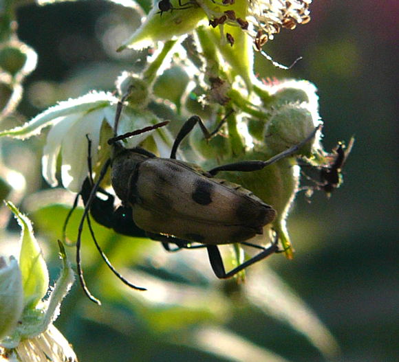 Gefleckter Bltenbock (Pachytodes cerambyciformis) Mai 2011 Viernheimer Wald Insekten 029