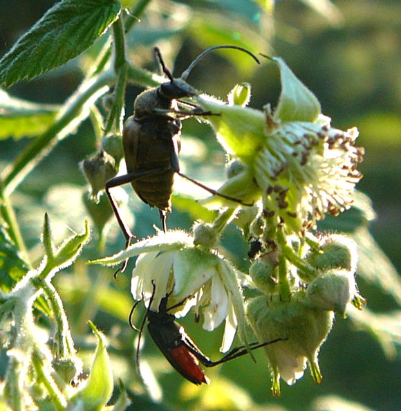 Gefleckter Bltenbock (Pachytodes cerambyciformis) Mai 2011 Viernheimer Wald Insekten 031