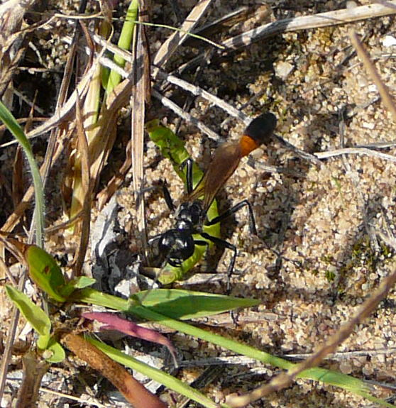 Gemeine Sandwespe Ammophilia cf. sabulosa Sep 2009 Htt. an A67 und Dnen 069