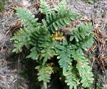 Gemeinen Tpfelfarn (Polypodium vulgare) kl.