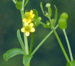 Gift-Hahnenfu (Ranunculus sceleratus) kl.