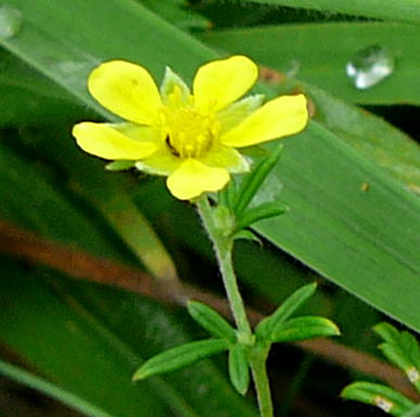 Graue Fingerkraut Potentilla inclinata  Juli 2008 Wildblumen & Schmetterlinge Htt 088B