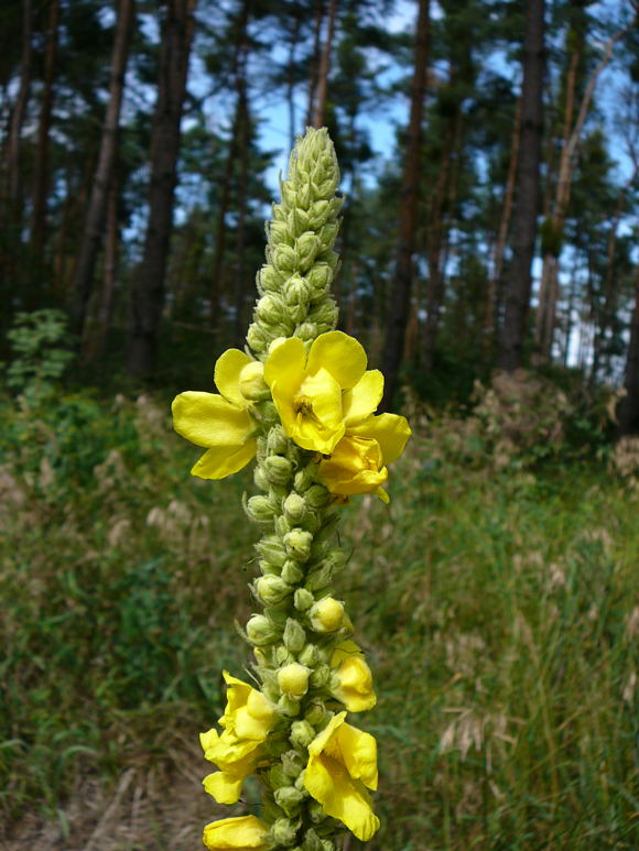 Grobltige Knigskerze Verbascum densiflorum Juli 09 Hirschberg-Grosachsen u. Viernheim 022