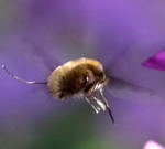 Groer Wollschweber (Bombylius major)- kl.2