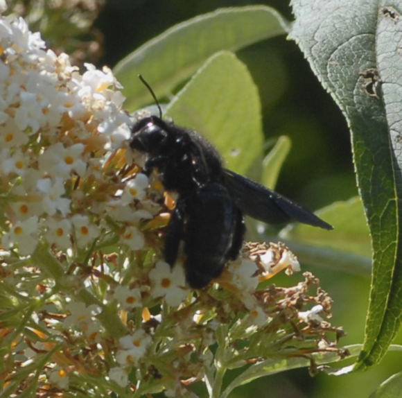 Holzbiene Holzbiene Xylocopa cf. valga  Aug 2011 Holzbiene Huett NIKON 012