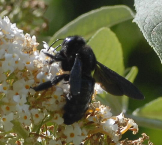 Holzbiene Holzbiene Xylocopa cf. valga  Aug 2011 Holzbiene Huett NIKON 013