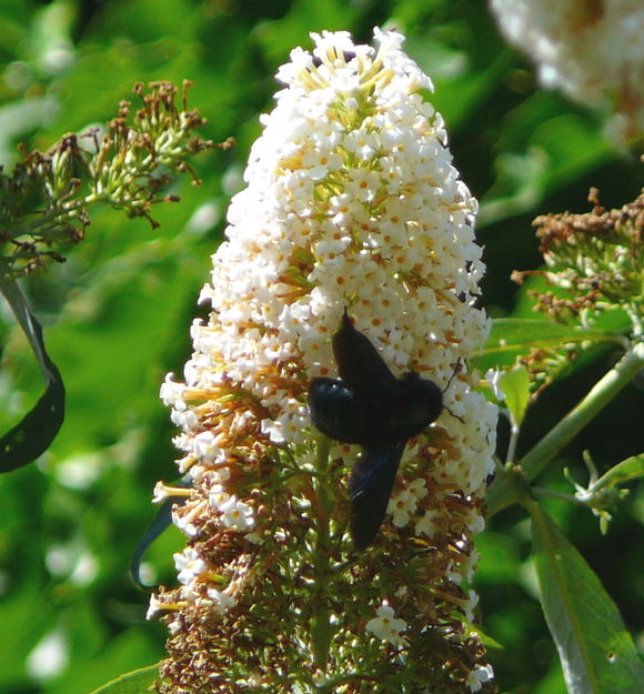 Holzbiene Holzbiene Xylocopa cf. valga  Aug 2011 Holzbiene Huett + Gemse 083