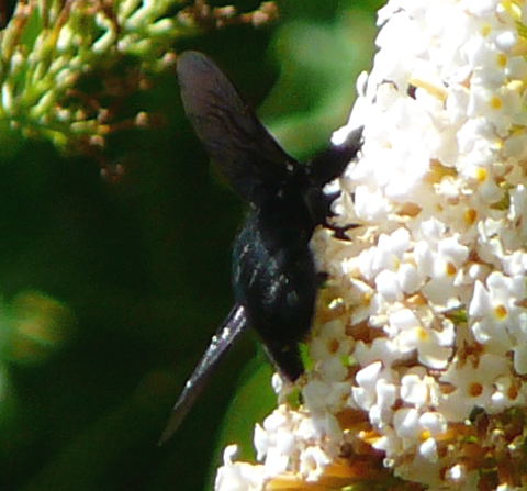 Holzbiene Holzbiene Xylocopa cf. valga  Aug 2011 Holzbiene Huett + Gemse 088