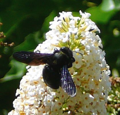 Holzbiene Holzbiene Xylocopa cf. valga  Aug 2011 Holzbiene Huett + Gemse 090