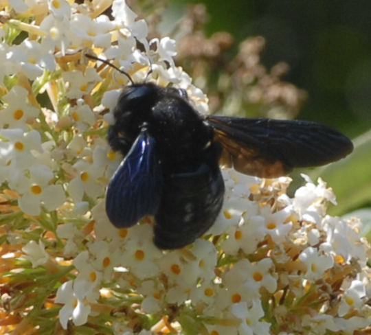 Holzbiene Holzbiene Xylocopa cf. valga   Aug 2011 Holzbiene Huett NIKON 014