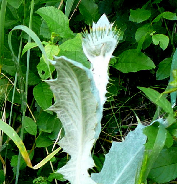 Illyrische Eseldistel Onopordum illyricum Juni 2010 Htt Friedhof 061a