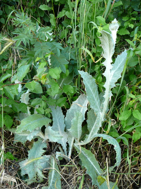 Illyrische Eseldistel  Onopordum illyricum Juni 2010 Htt Friedhof 061