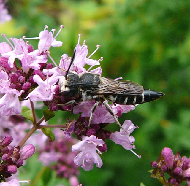 Kegelbiene Coelioxys cf. aurolimbata Juli 09 Zrich Oerlikon & Huett Bienen 063