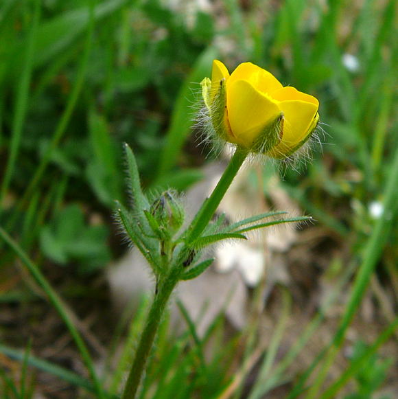 Knolliger Hahnenfu (Ranunculus bulbosus) April 2011 Laudenbach Insekten und Blumen 109