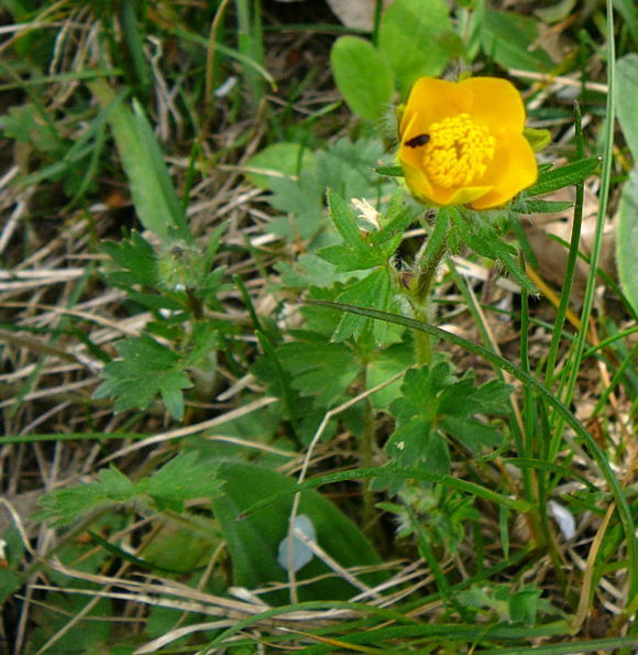 Knolliger Hahnenfu (Ranunculus bulbosus) April 2011 Laudenbach Insekten und Blumen 110