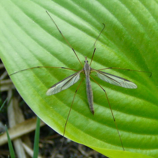 Kohlschnake (Tipula oleraces) April 09 Insekten & Wildblumen Htt 107a