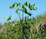 Kreuzblttrige oder Spring-Wolfsmilch (Euphorbia lathyris) kl.