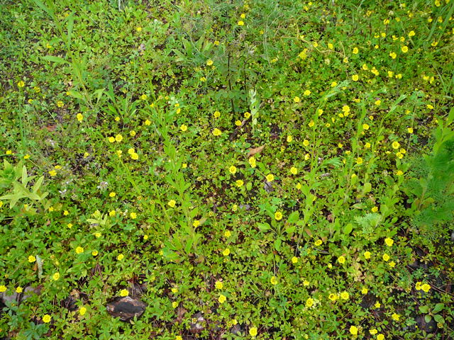 Kriechendes Fingerkraut (Potentilla reptans) Juni 2010 Viernheimer Heide an den Grten 052