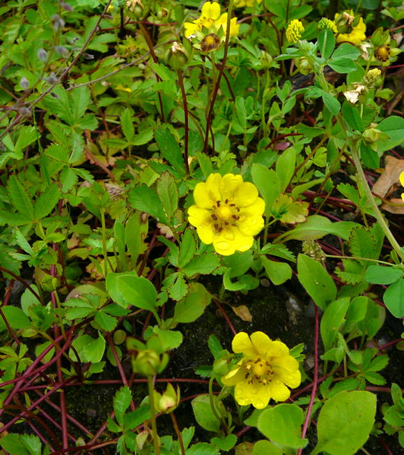 Kriechendes Fingerkraut (Potentilla reptans) Juni 2010 Viernheimer Heide an den Grten 053