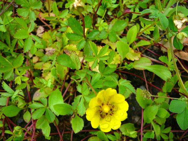 Kriechendes Fingerkraut (Potentilla reptans) Juni 2010 Viernheimer Heide an den Grten 054