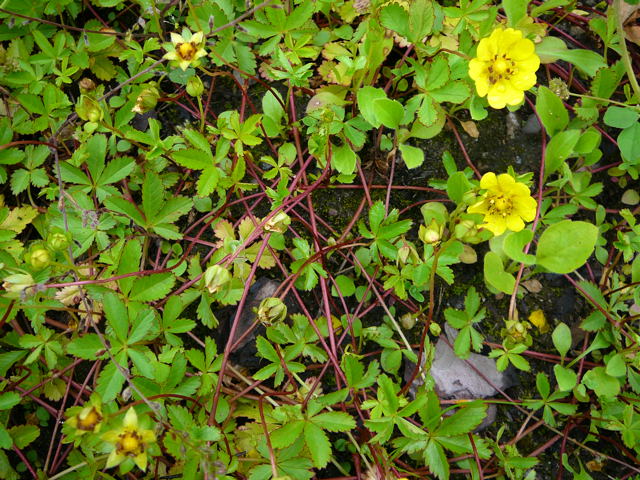 Kriechendes Fingerkraut (Potentilla reptans) Juni 2010 Viernheimer Heide an den Grten 055