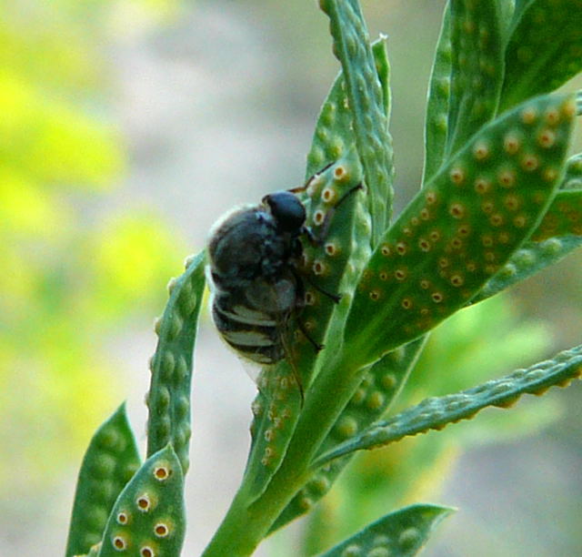 Kugelfliege Ogcodes cf. gibbosus Juni 2010 Viernheimer Heide 060a