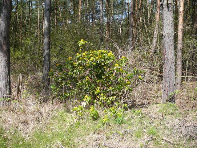 Mahonie Mahonia aquifolium April 2010 Viernheimer Wald Goldstern u.Maikfer 009