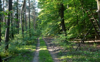 Mai 2008 Ausritt 1 Viernheimer Wald 055
