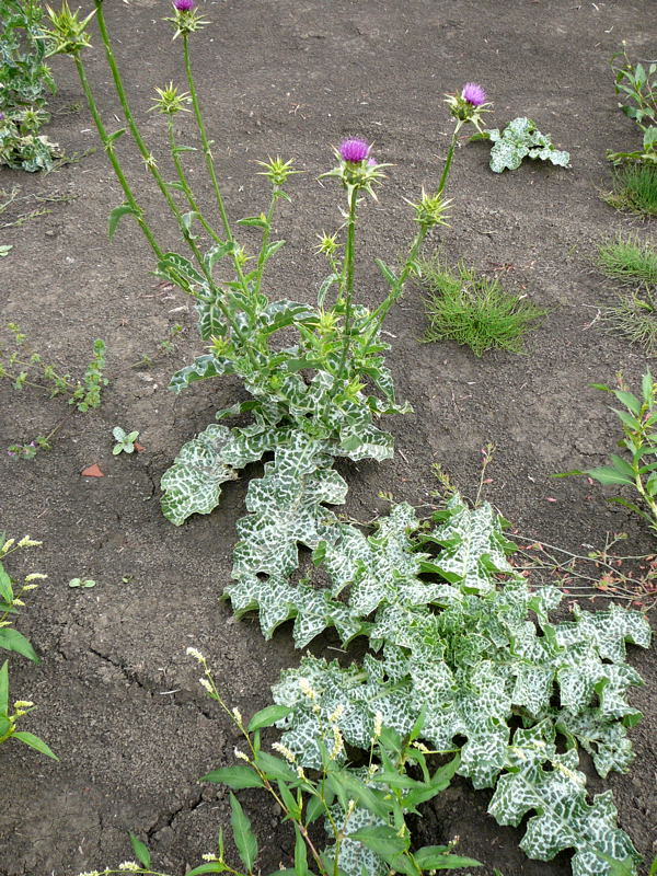 Mariendistel (Silybum marianum) Urlaub 2010 28.7.2010 Bunde-Dollart 062