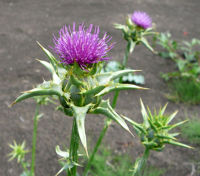 Mariendistel (Silybum marianum) Urlaub 2010 28.7.2010 Bunde-Dollart 064