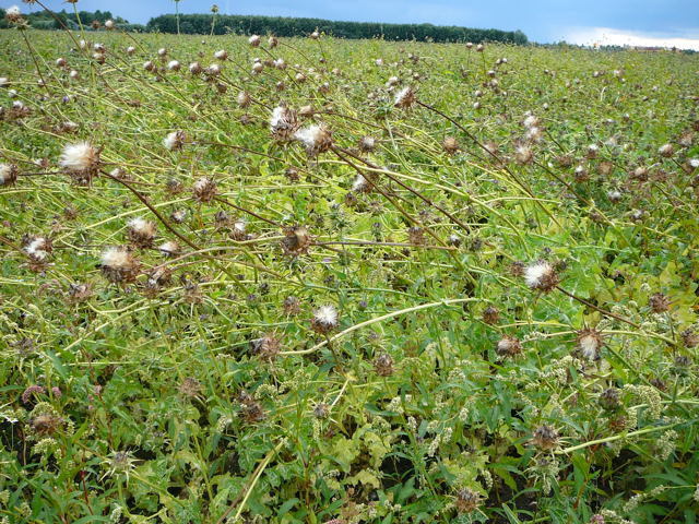 Mariendistel (Silybum marianum) Urlaub 2010 28.7.2010 Bunde-Dollart 065