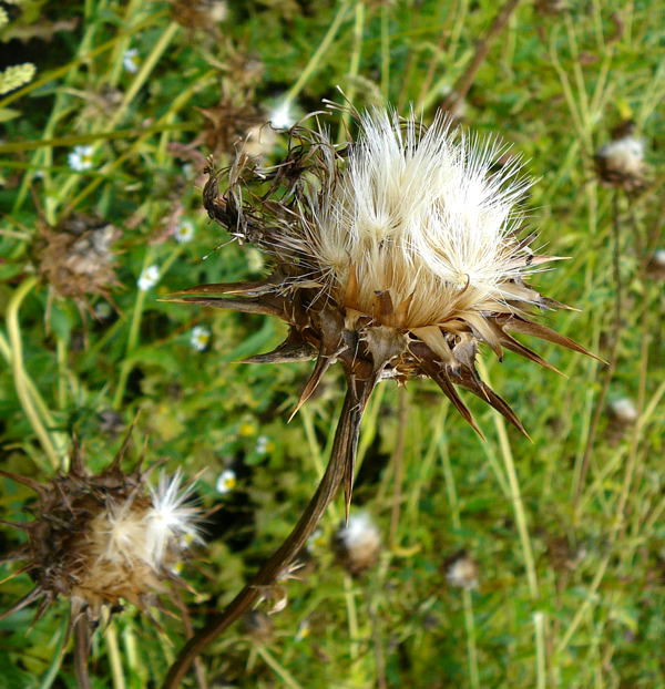 Mariendistel (Silybum marianum) Urlaub 2010 28.7.2010 Bunde-Dollart 066