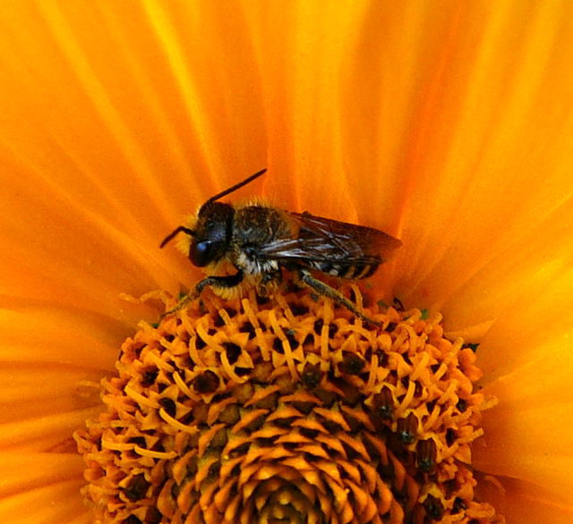 Mauerbiene Osmia bzw. Heriades spec. Juli 09 Zrich Oerlikon & Huett Bienen 082