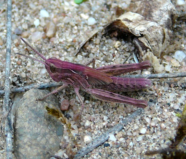 Nachtigall-Grashpfer Chorthippus biguttulus Larve Sept 2010 Huett u. Viernheimer Glockenbuckel Insekten 085