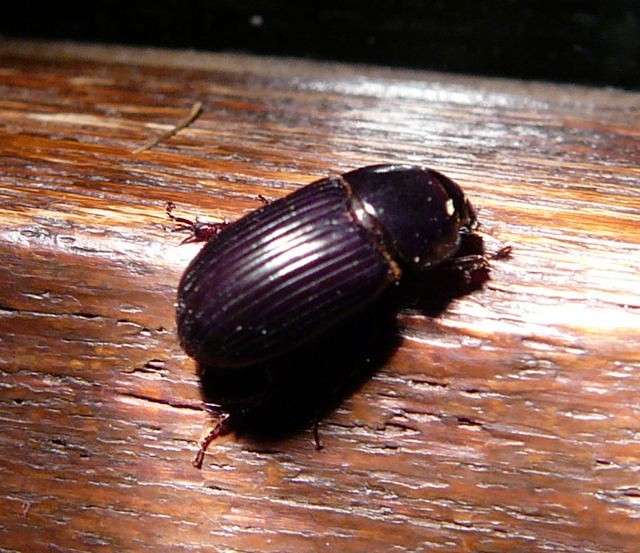 RotfigerDungkfer Aphodius rufipes Sept 2010 Huett u. Viernheimer Glockenbuckel Insekten 134