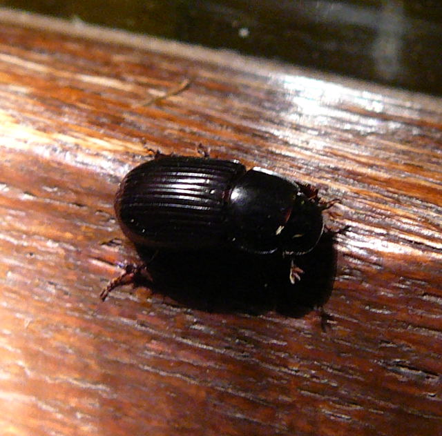 Rotfiger Dungkfer Aphodius rufipes Sept 2010 Huett u. Viernheimer Glockenbuckel Insekten 129