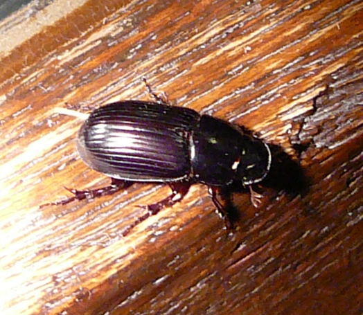 Rotfiger Dungkfer Aphodius rufipes Sept 2010 Huett u. Viernheimer Glockenbuckel Insekten 131