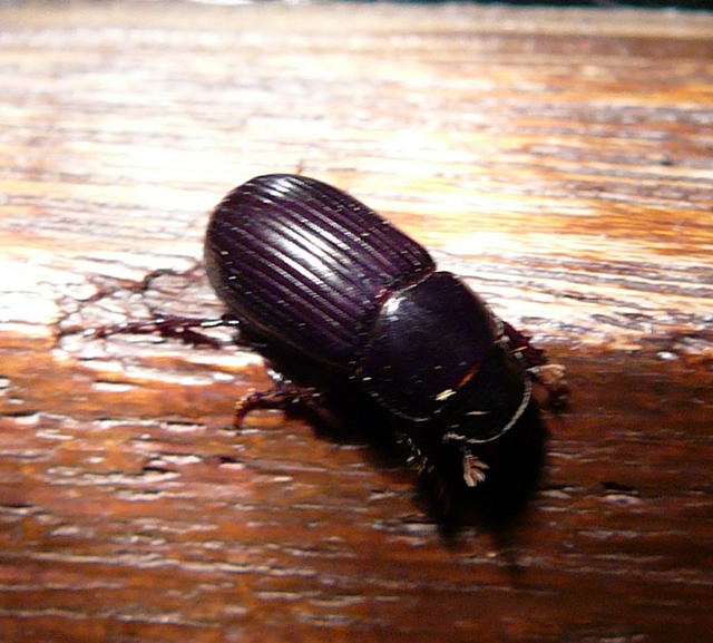 Rotfiger Dungkfer Aphodius rufipes Sept 2010 Huett u. Viernheimer Glockenbuckel Insekten 136