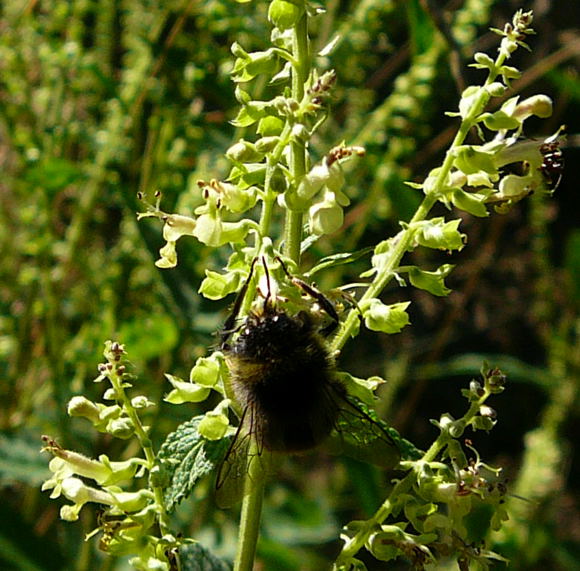 Salbei-Gamander (Teucrium scorodonia) Juli 2010 Insekten Viernheimer Wald 068